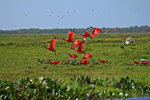 Oiseaux de Llanos